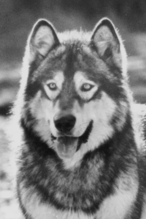 Photo of Jed